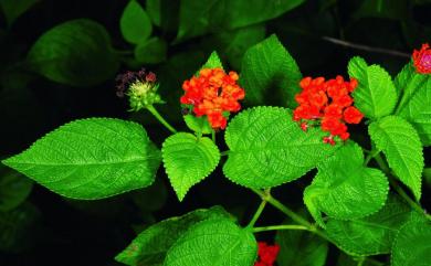 Lantana camara L. 馬纓丹