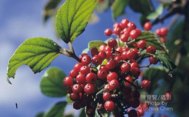 Viburnum luzonicum 呂宋莢蒾