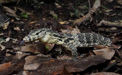 Varanus salvator LAURENTI 1768 澤巨蜥