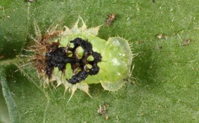 Cassida sigillata (Gorham, 1885) 歪紋龜金花蟲