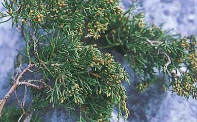 Juniperus chinensis var. taiwanensis R.P.Adams & C.F.Hsieh 清水圓柏