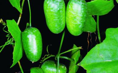Zehneria japonica (Thunb.) H.Y. Liu 馬㼎兒