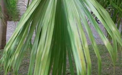 Livistona chinensis var. subglobosa (Hassk.) Becc. 蒲葵