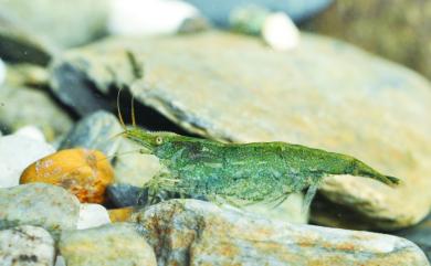 Caridina pseudodenticulata Hung, Chan & Yu, 1993 假鋸齒米蝦