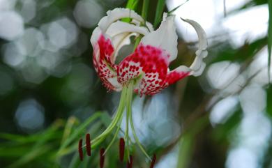 Lilium speciosum var. gloriosoides 豔紅鹿子百合