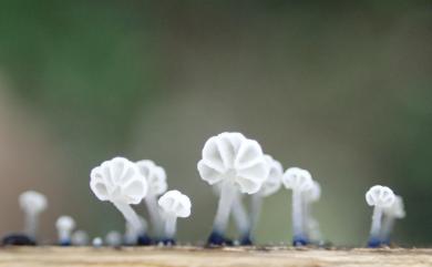 Mycena (Pers.) Roussel 小菇屬