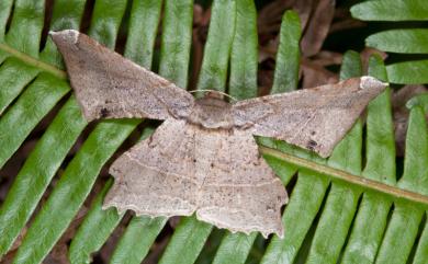 Krananda latimarginaria Leech, 1891