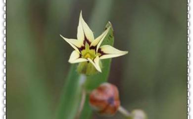 Sisyrinchium exile E.P.Bicknell 黃花庭菖蒲