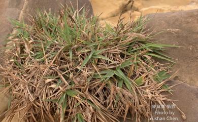 Arundo formosana Hack. 臺灣蘆竹