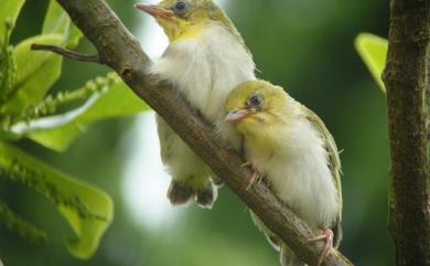 Zosterops japonicus Temminck & Schlegel, 1847 日菲繡眼