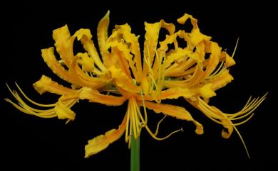 Lycoris aurea 龍爪花