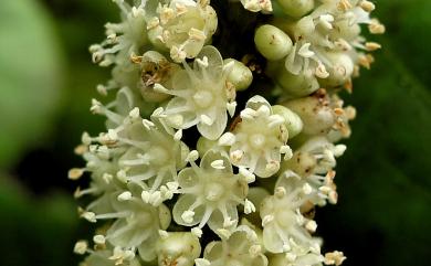 Coccoloba uvifera (L.) L. 海葡萄