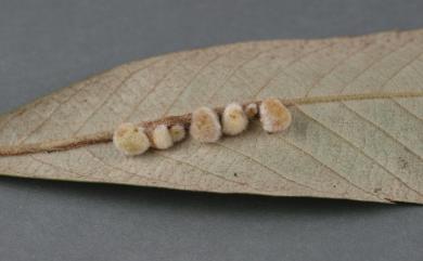 Saphonecrus gilvus Melika & Schwéger, 2015