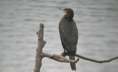 Phalacrocorax carbo sinensis 鸕鷀