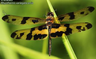 Rhyothemis variegata arria 彩裳蜻蜓