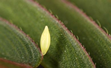 Eurema brigitta hainana 星黃蝶