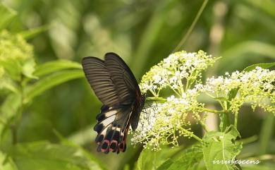 Papilio thaiwanus Rothschild, 1898 臺灣鳳蝶