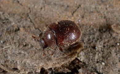 Echinoaesalus chungi Huang & Chen, 2015 鍾氏熱帶斑紋鍬形蟲