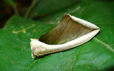 Eudocima salaminia (Cramer, 1777) 艷葉裳蛾