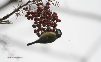 Parus monticolus insperatus 青背山雀