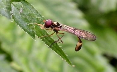 Syrphidae 食蚜蠅科