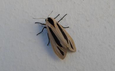 Creatonotos gangis Linnaeus, 1763 黑條灰燈蛾