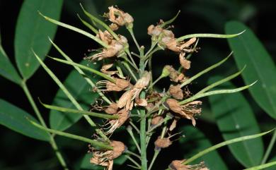 Sophora flavescens Aiton 苦參