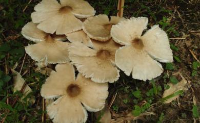 Termitomyces eurhizus 雞肉絲菇