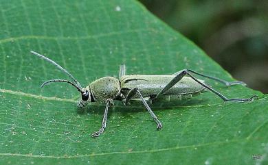 Chlorophorus probsti Holzschuh, 1989 蒲氏虎天牛