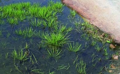 Isoetes taiwanensis var. kinmenensis F.Y.Lu, H.H.Chen & Y.L.Hsueh 金門水韭