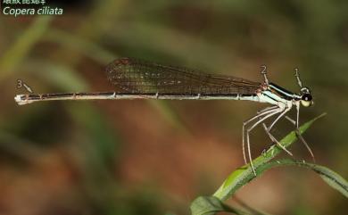 Copera ciliata (Selys, 1863) 環紋琵蟌