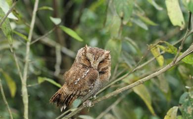 Otus spilocephalus hambroecki 黃嘴角鴞