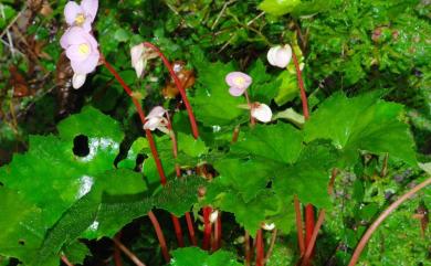 Begonia austrotaiwanensis Y.K.Chen & C.I Peng 南臺灣秋海棠