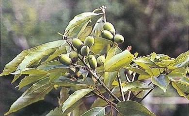 Quercus glauca var. glauca 青剛櫟