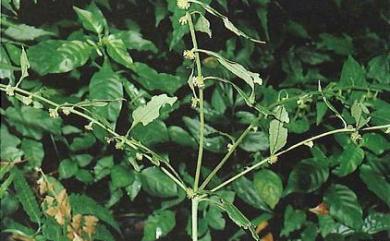 Rhynchospermum verticillatum 秋分草