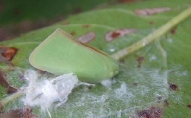 Geisha distinctissima (Walker, 1858) 青蛾蠟蟬