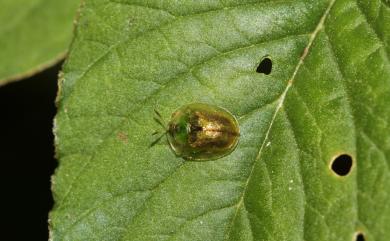 Cassida obtusata Boheman, 1854 小褐龜金花蟲