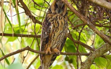 Asio otus otus (Linnaeus, 1758) 長耳鴞