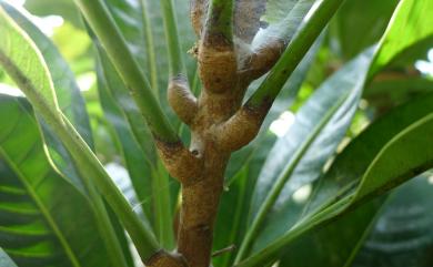 Semecarpus gigantifolius 臺東漆樹