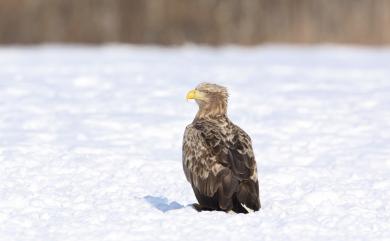 Haliaeetus albicilla (Linnaeus, 1758) 白尾海鵰