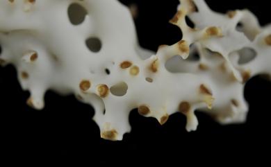 Madrepora minutiseptum Cairns & Zibrowius, 1997 小葉多目珊瑚