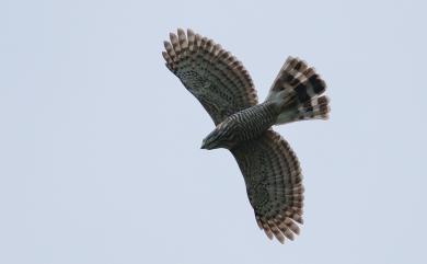 Accipiter trivirgatus formosae Mayr, 1949 鳳頭蒼鷹(台灣特有亞種)