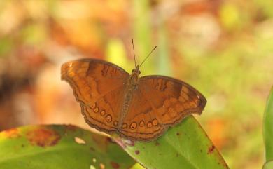 Junonia hedonia ida Cramer, 1776 南洋眼蛺蝶