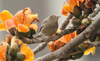 Sturnia sinensis (J. F. Gmelin, 1788) 灰背椋鳥