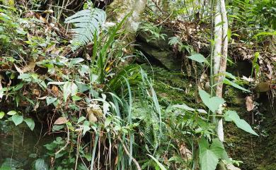 Carex brevicuspis 大山宿柱薹