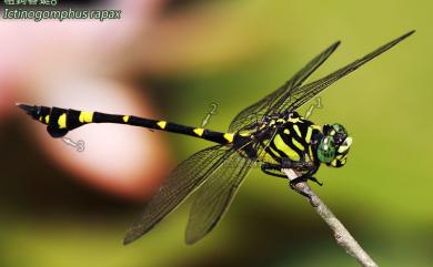 Ictinogomphus rapax (Rambur, 1842) 粗鉤春蜓