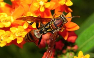 Polistes formosanus Sonan, 1927 臺灣馬蜂