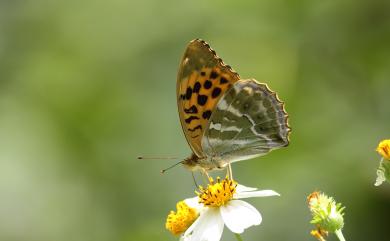 Argynnis paphia formosicola Matsumura, 1926 綠豹蛺蝶