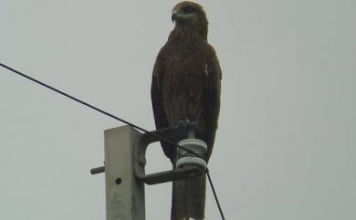 Milvus migrans formosanus Kuroda Sr, 1920 黑鳶(台灣亞種)