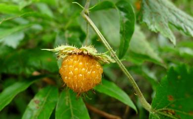 Rubus taitoensis var. aculeatiflorus 刺花懸鉤子